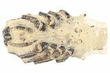 Fossil Spear Lobster (Linuparus) - South Dakota #262508-1